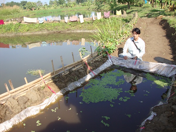 Azolla Culture